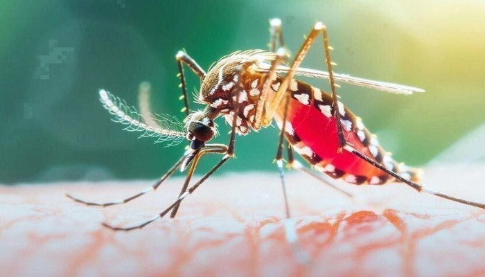 ২৪ ঘণ্টায় ডেঙ্গুতে ৯ জনের মৃত্যু, হাসপাতালে ভর্তি ১ হাজার ৯০২