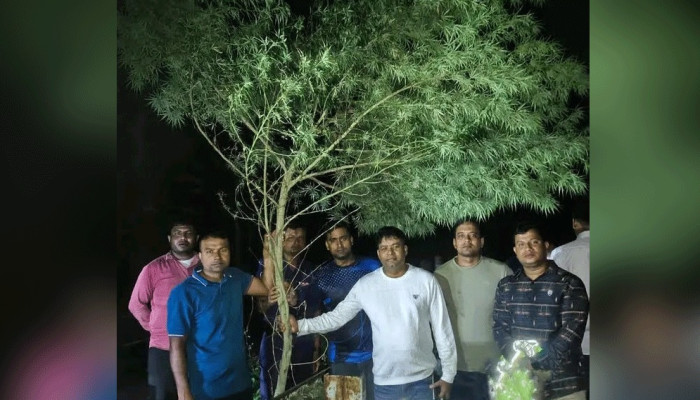 রান্নাঘরের পেছনে ১৪ ফুট গাঁজার গাছ, এক বছর ধরে লালন-পালন