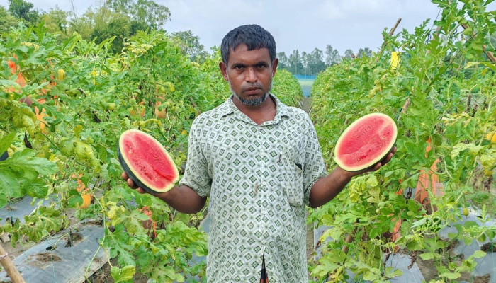 ইউটিউব দেখে তরমুজ চাষ, ৩ বিঘায় ৬ লাখ টাকা লাভের আশা
